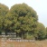 桂花树