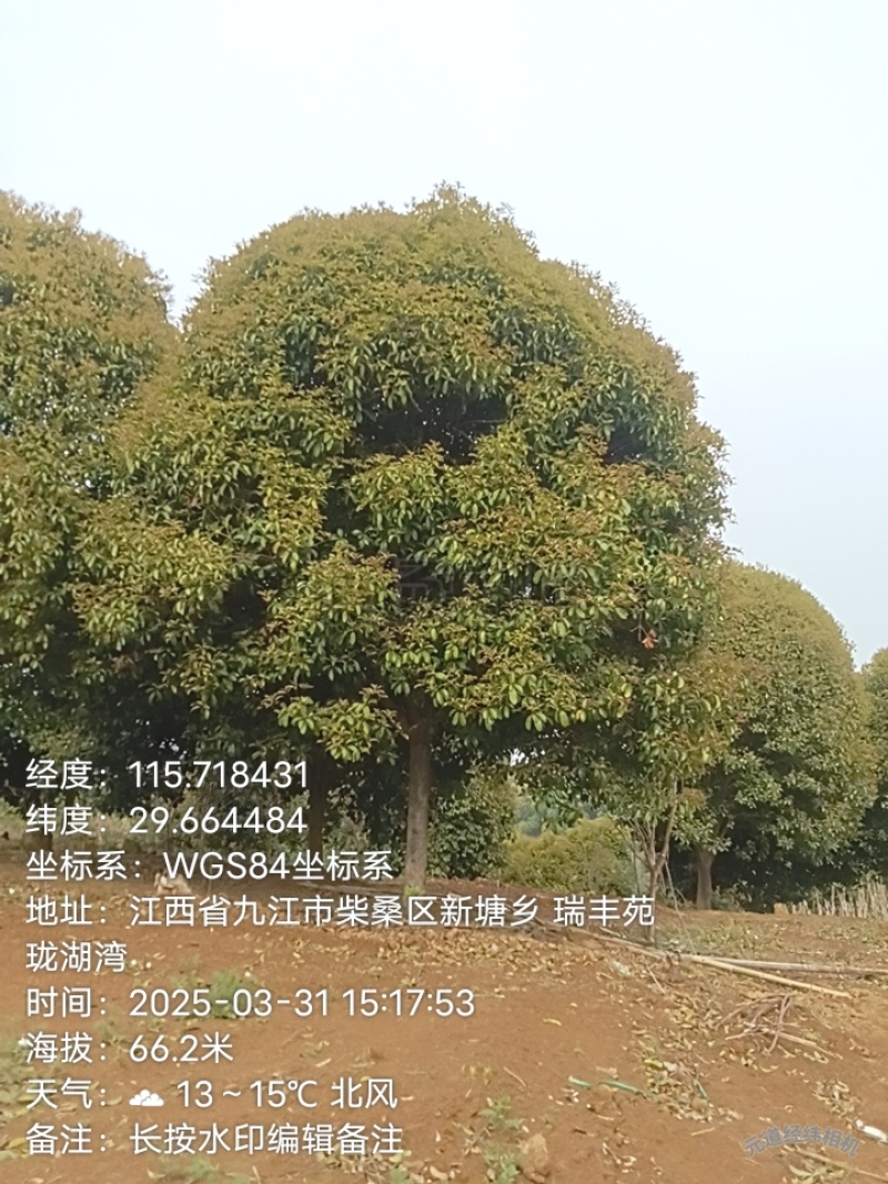 桂花树