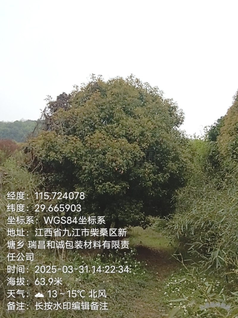 桂花树