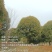 桂花树