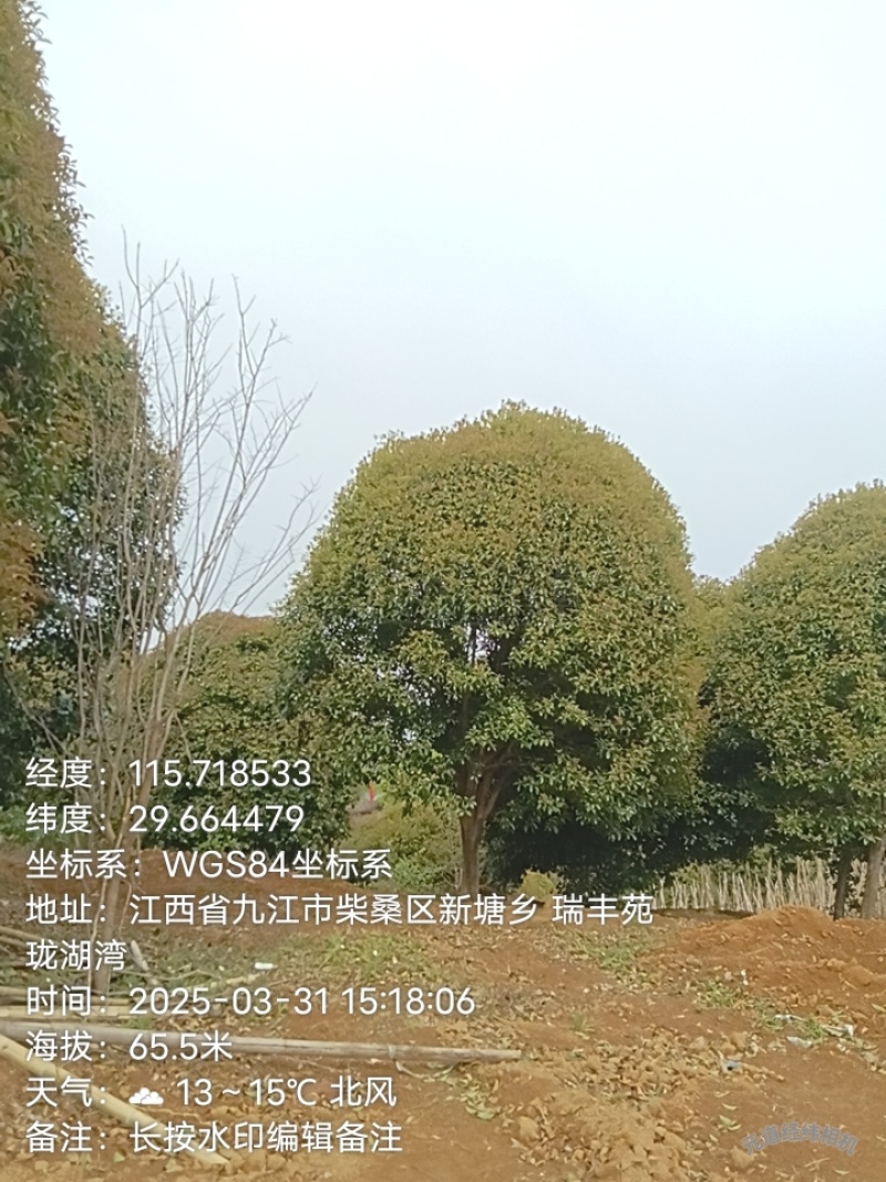 桂花树