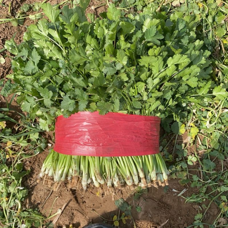 好香菜大量有货价格不高