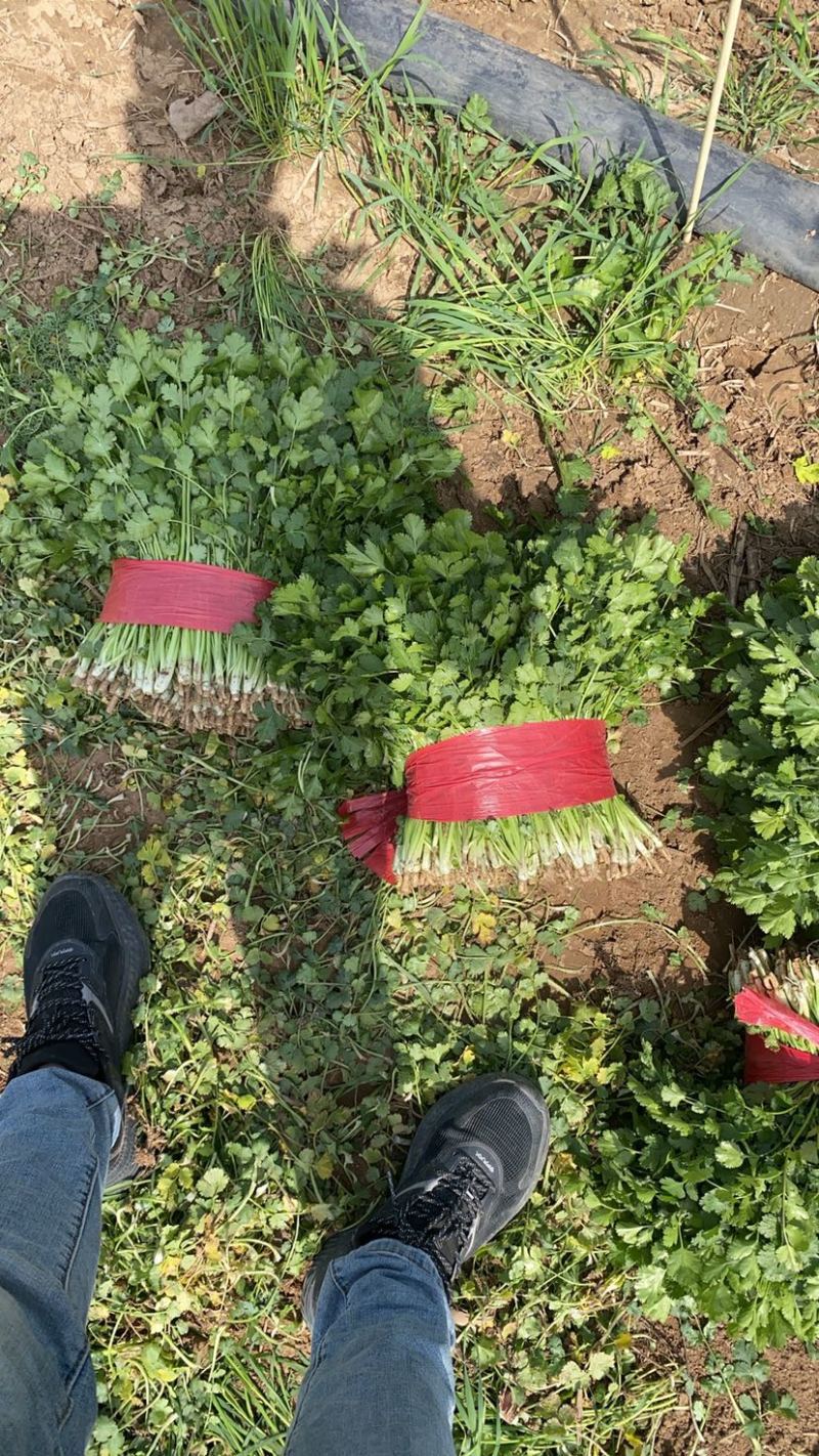 好香菜大量有货价格不高