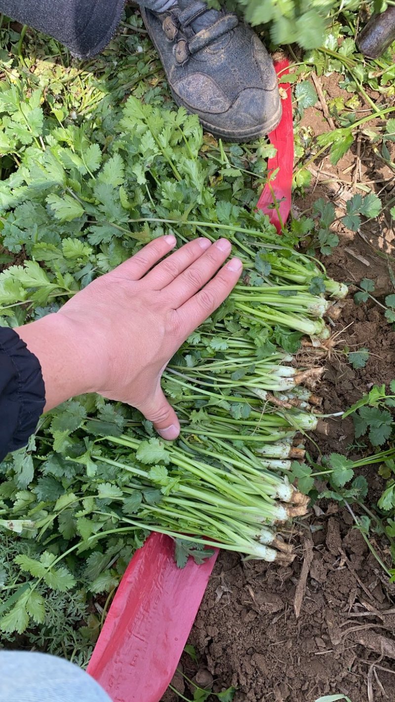 好香菜大量有货价格不高