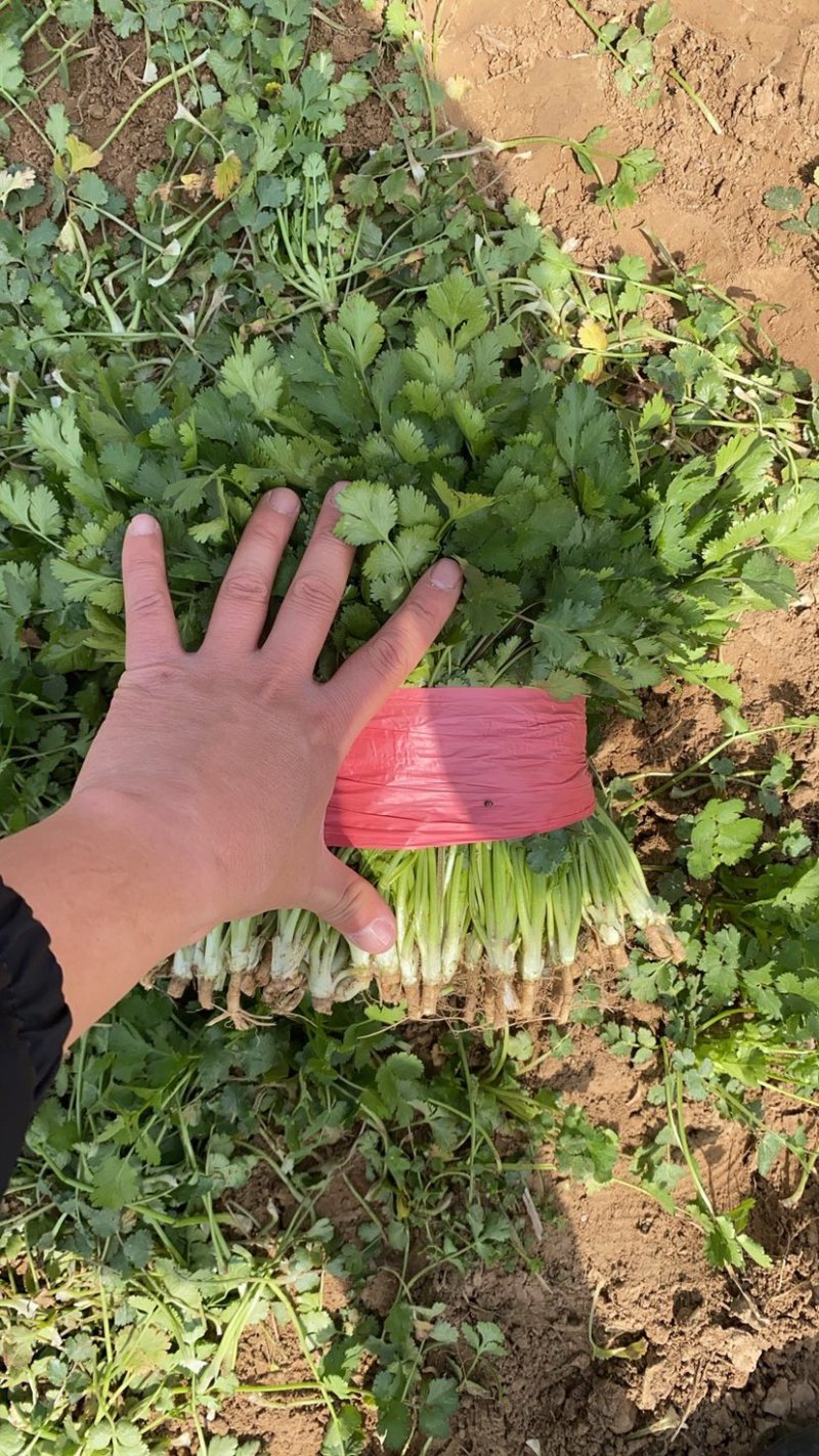 好香菜大量有货价格不高