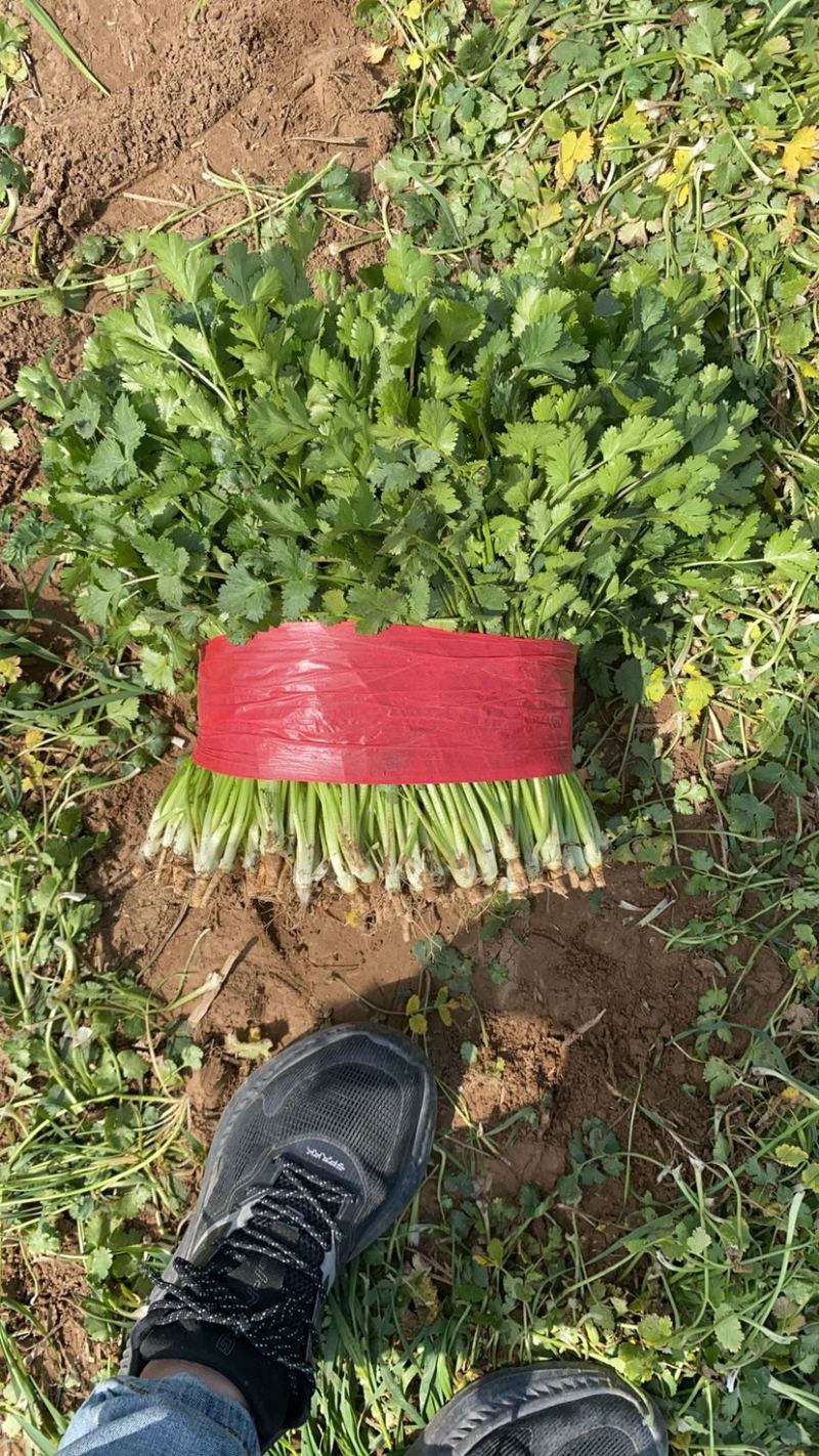 好香菜大量有货价格不高