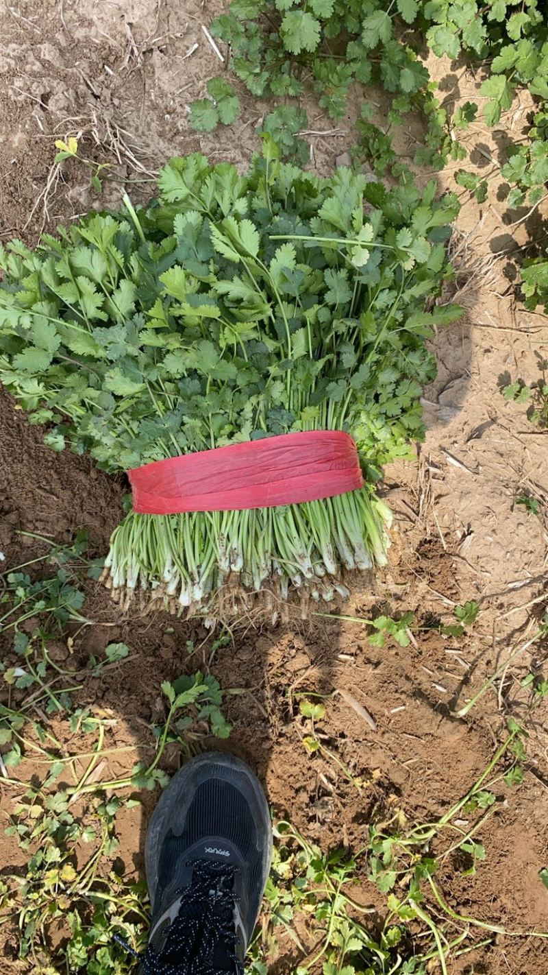 好香菜大量有货价格不高