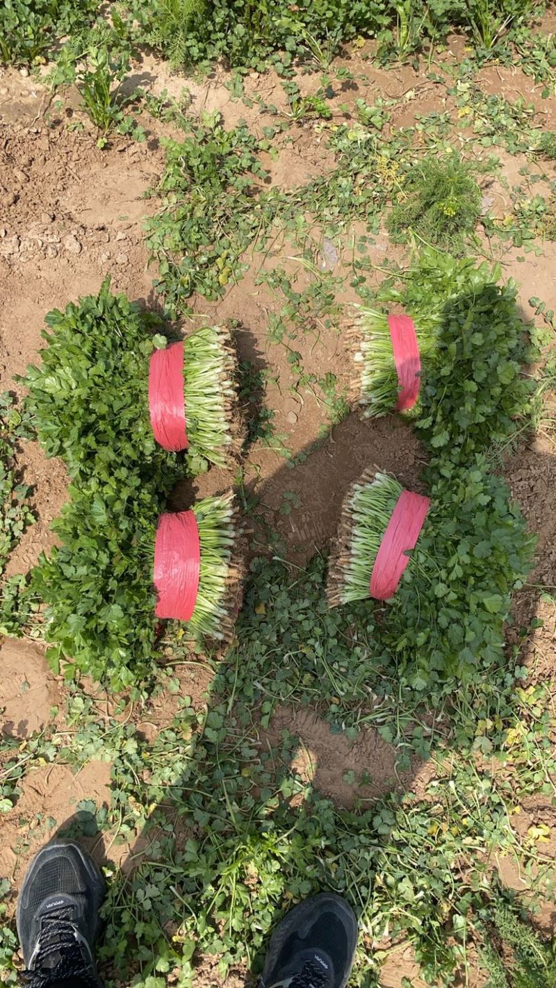 好香菜大量有货价格不高