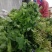 山野菜大叶芹