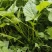山野菜大叶芹