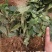 金果榄四川中药材种植基地地苦胆种苗一手货源