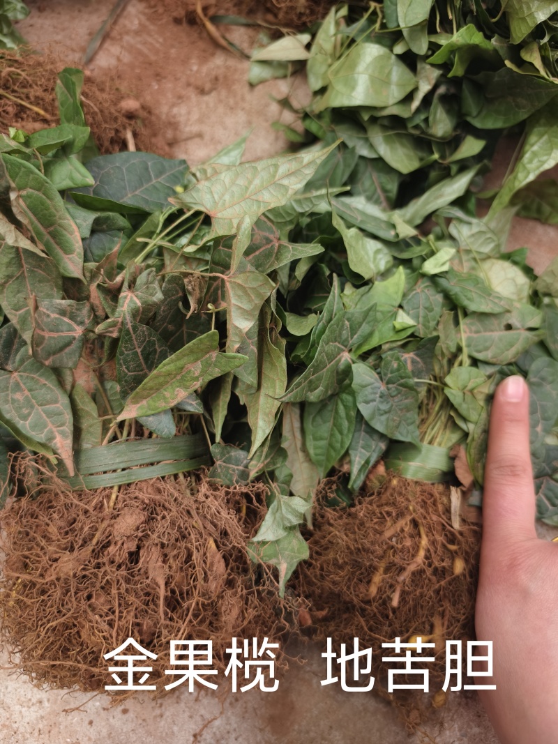 金果榄四川中药材种植基地地苦胆种苗一手货源