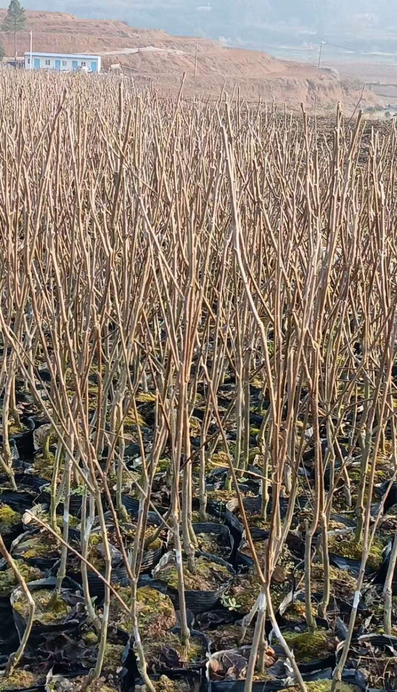 太秋甜脆柿种子，种植基地直销，中国亚林所纯品种，欢迎参观
