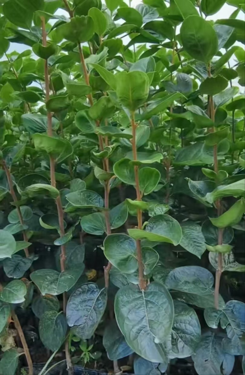 太秋甜脆柿种子，种植基地直销，中国亚林所纯品种，欢迎参观
