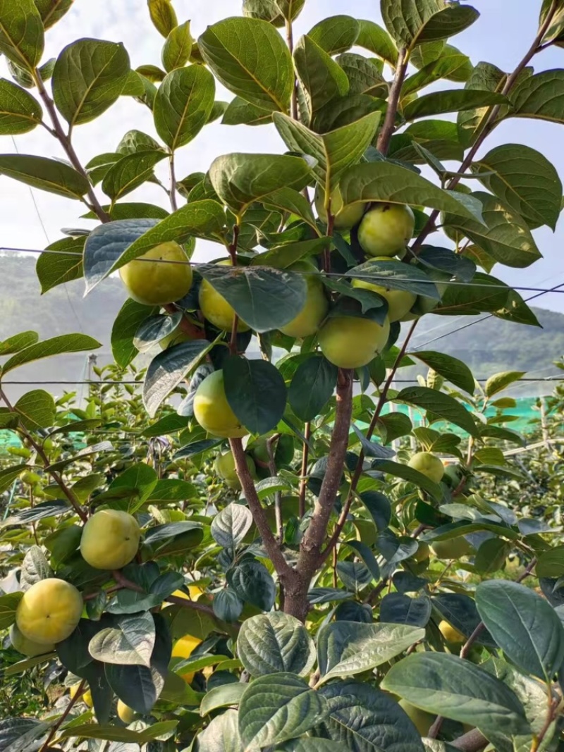 太秋甜脆柿种子，种植基地直销，中国亚林所纯品种，欢迎参观