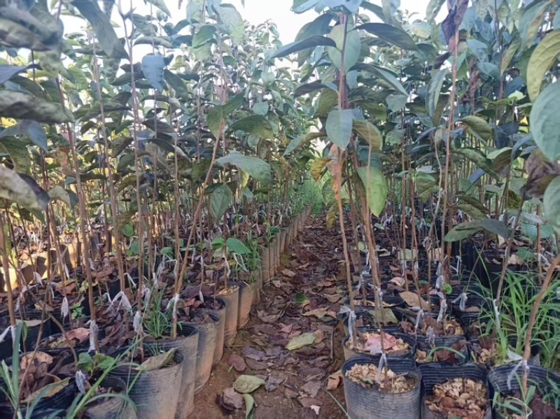 太秋甜脆柿种子，种植基地直销，中国亚林所纯品种，欢迎参观
