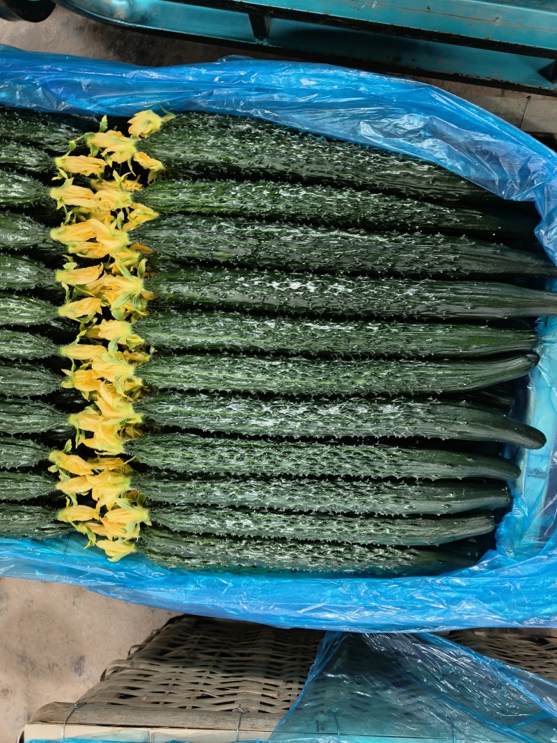 精品鲜花黄瓜