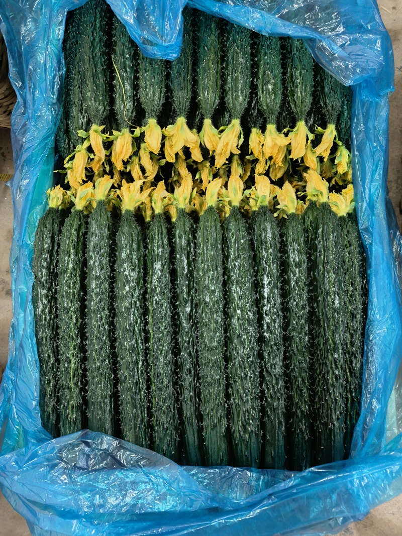 精品鲜花黄瓜