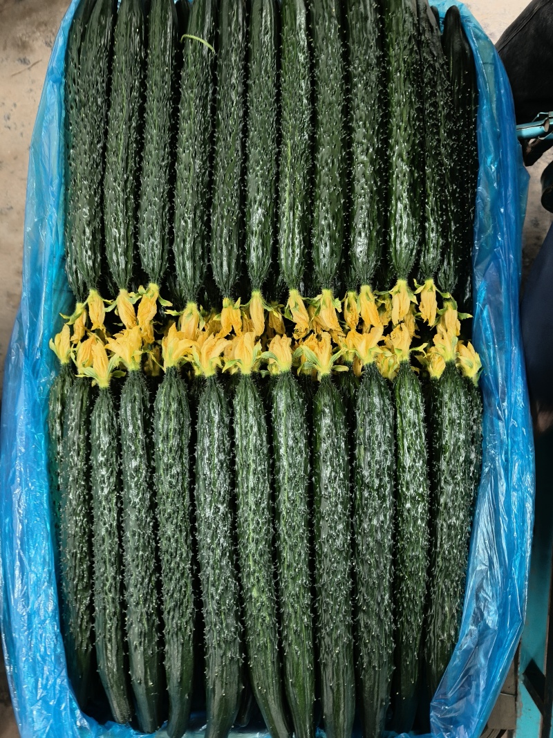 精品鲜花黄瓜
