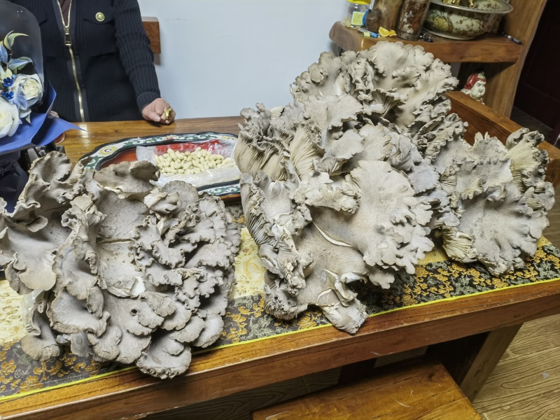 洛阳灵芝菇