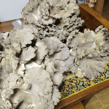 洛阳灵芝菇