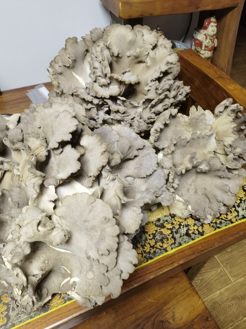 洛阳灵芝菇