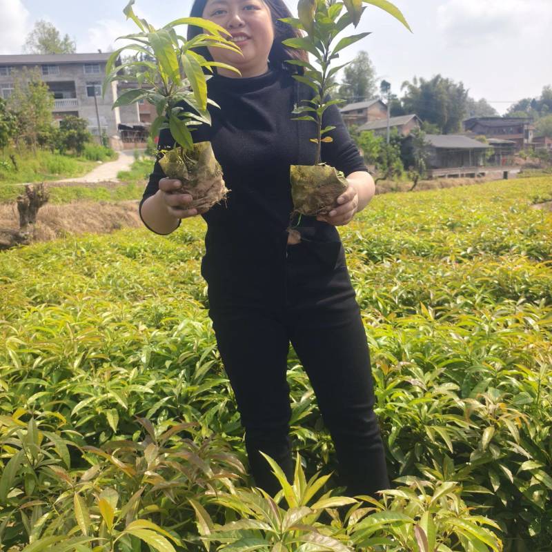 木荷森林防火树木木荷防水树木一手货源批发