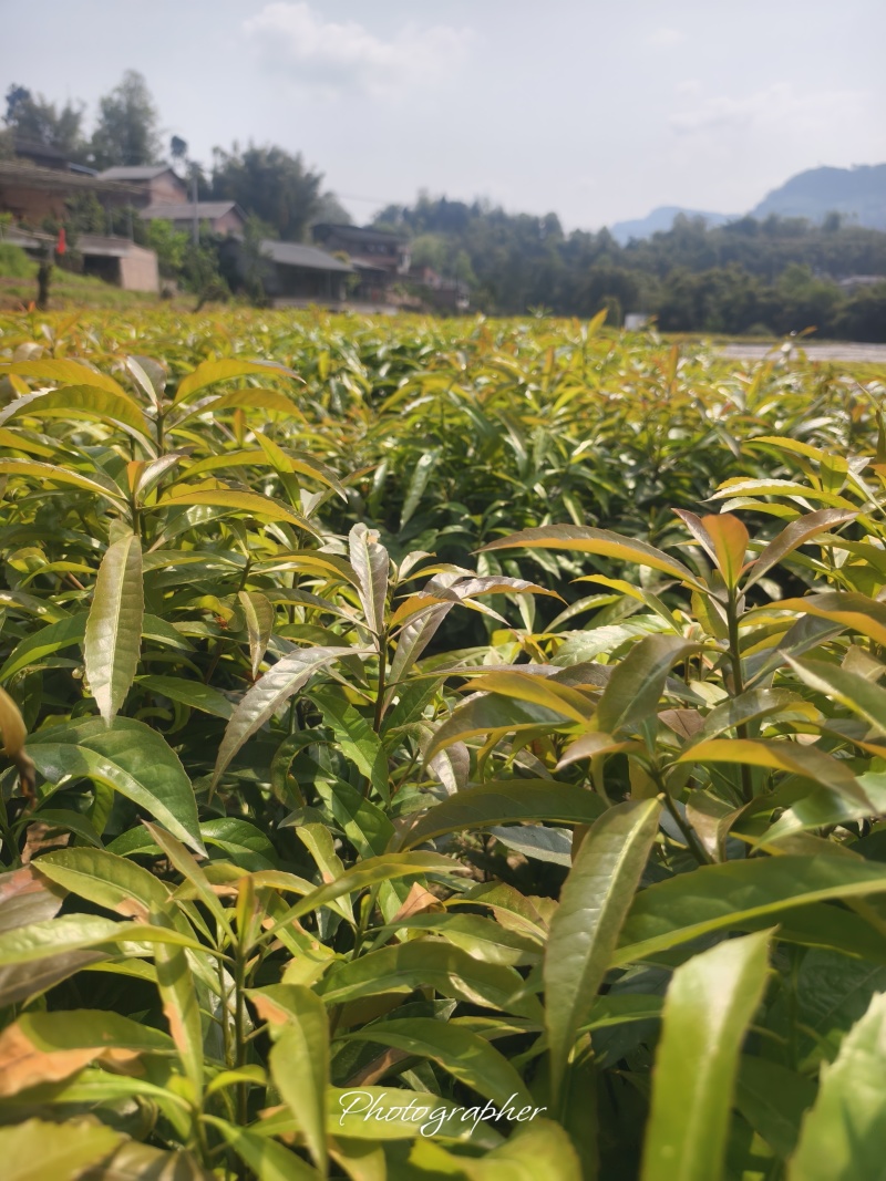 木荷森林防火树木木荷防水树木一手货源批发