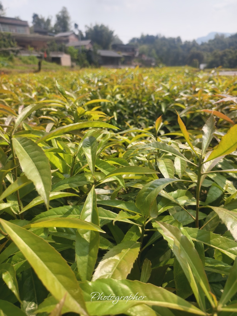 木荷森林防火树木木荷防水树木一手货源批发