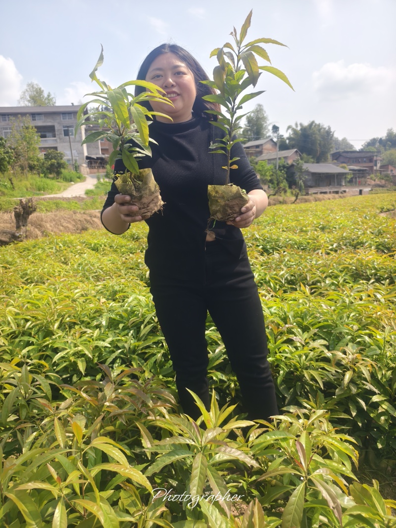 木荷森林防火树木木荷防水树木一手货源批发