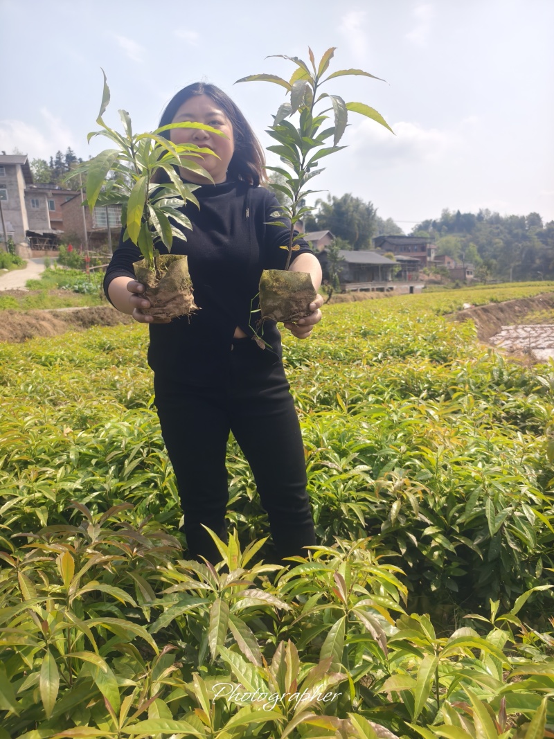 木荷森林防火树木木荷防水树木一手货源批发