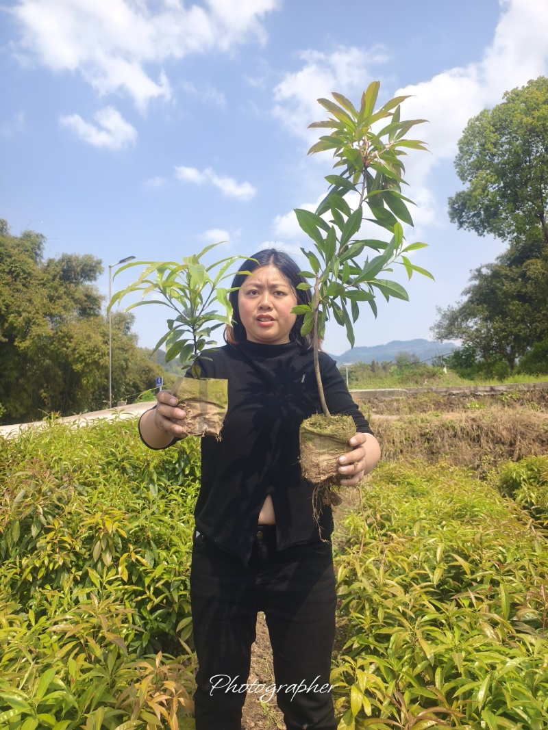 木荷森林防火树木木荷防水树木一手货源批发