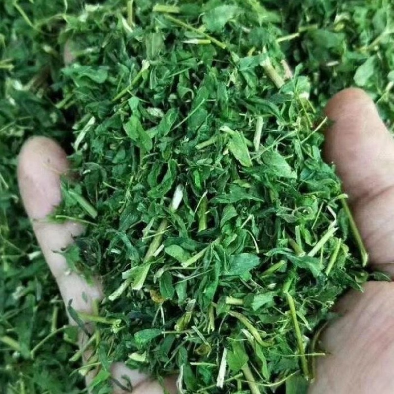 野生鸡骨草叶子批发产地直发价格优惠