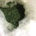 野生鸡骨草叶子批发产地直发价格优惠