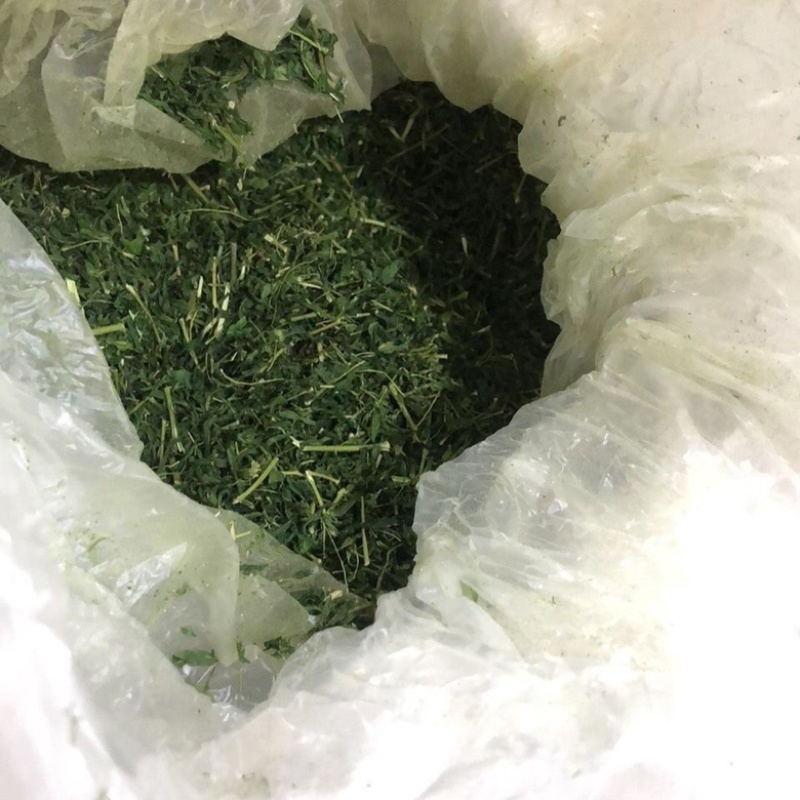 野生鸡骨草叶子批发产地直发价格优惠