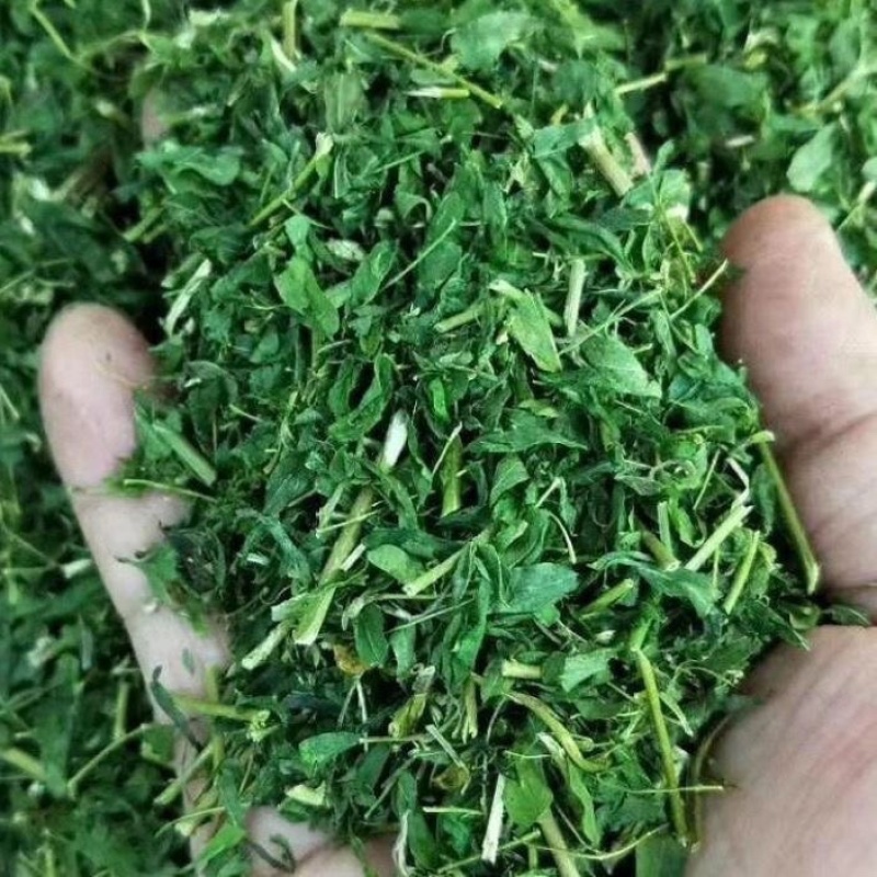 野生鸡骨草叶子批发产地直发价格优惠