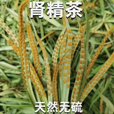 华石草长白山野生肾精茶特级新鲜肾精草茶石茶黄金草石草批发