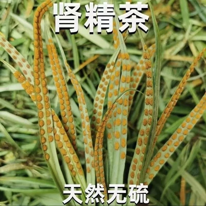 华石草长白山野生肾精茶特级新鲜肾精草茶石茶黄金草石草批发