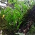 华石草长白山野生肾精茶特级新鲜肾精草茶石茶黄金草石草批发