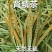 华石草长白山野生肾精茶特级新鲜肾精草茶石茶黄金草石草批发