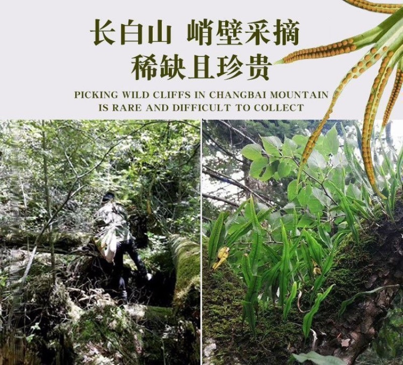 华石草长白山野生肾精茶特级新鲜肾精草茶石茶黄金草石草批发