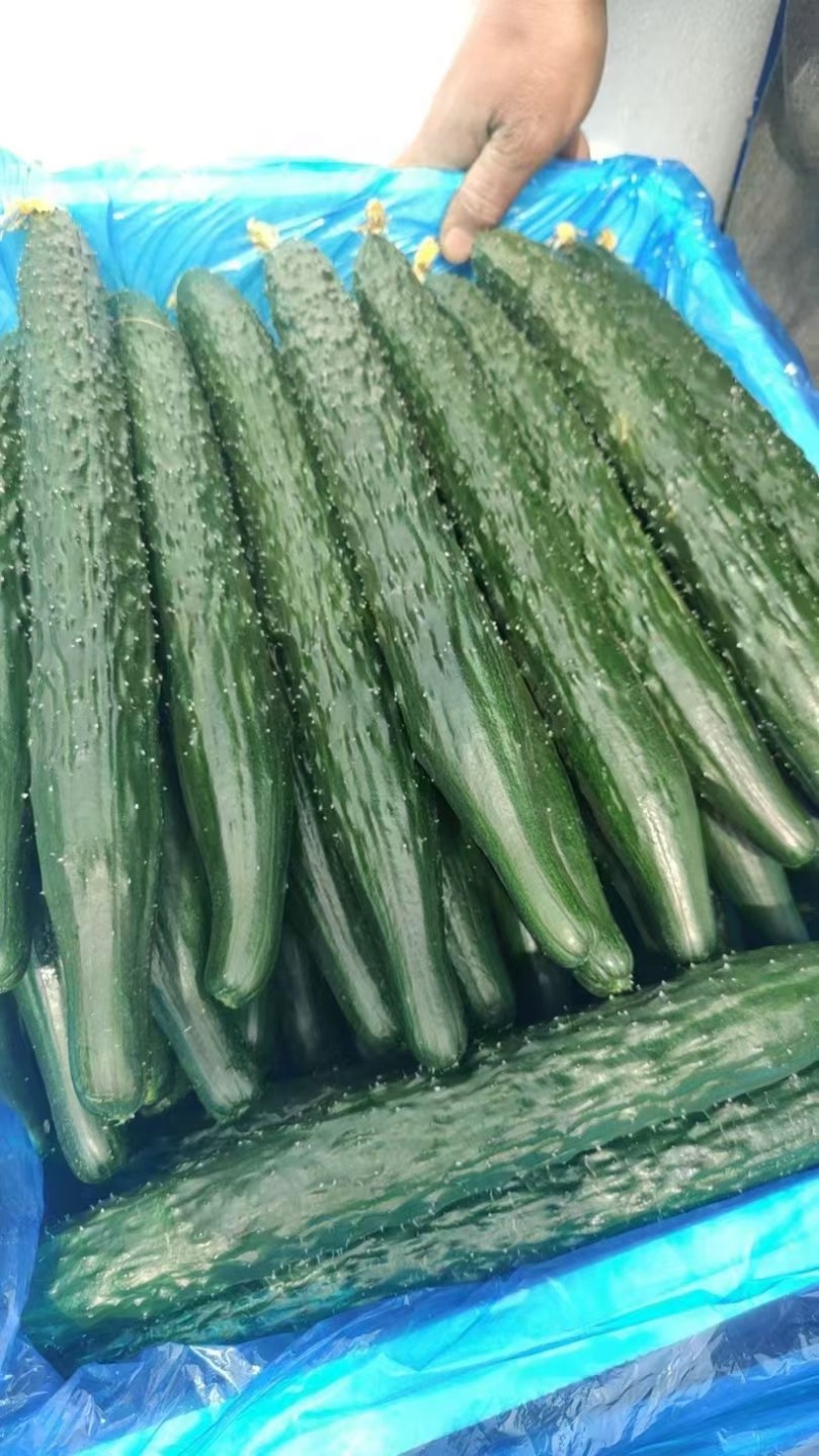黄瓜🥒精品密刺油瓜产地直供货源充足
