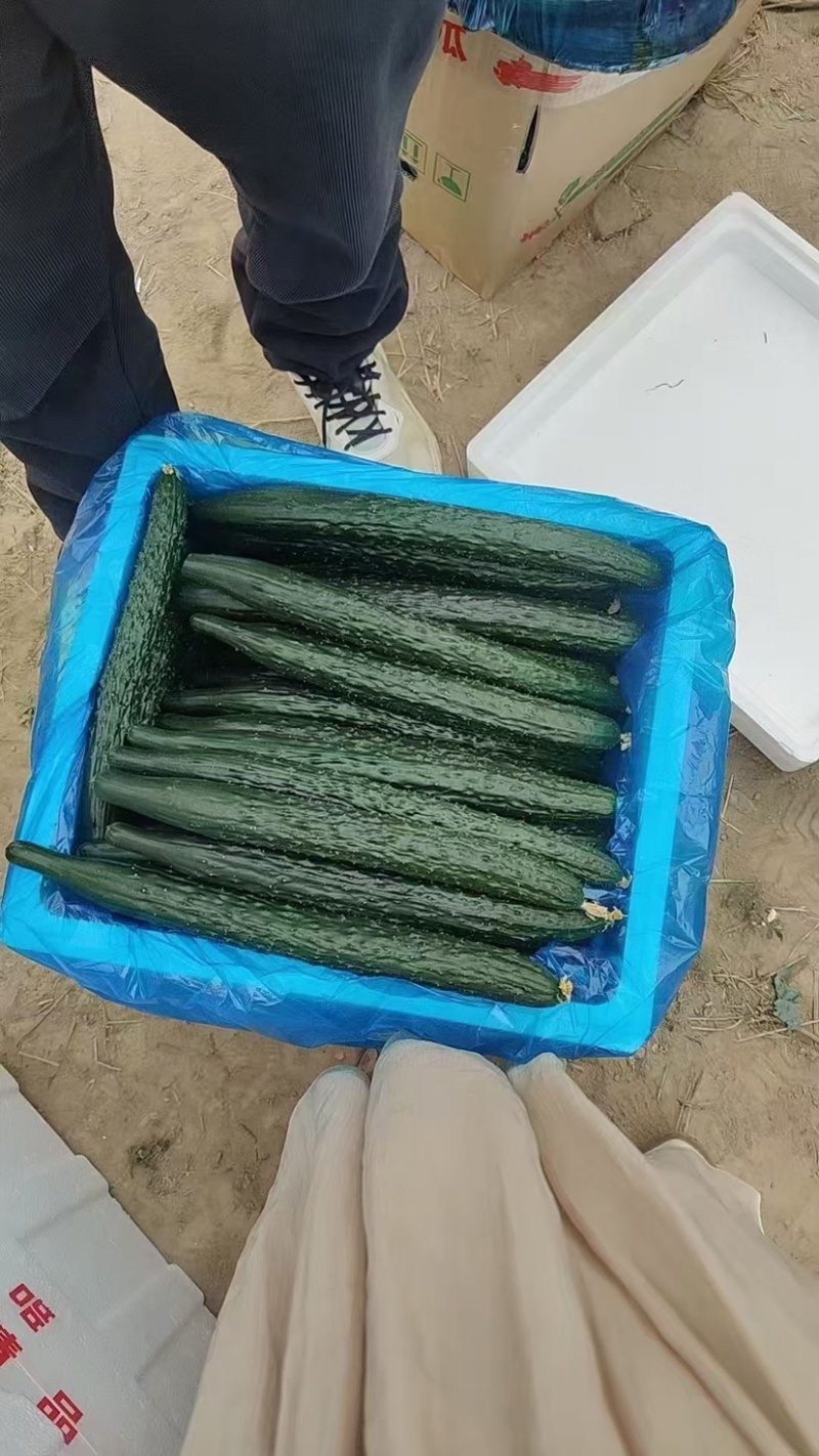 黄瓜🥒精品密刺油瓜产地直供货源充足