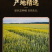 张家口坝上莜面粉厂家批发，莜麦面，燕麦面粉