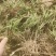 聊城莘县韭菜根下来了，大量供应，需要的电商老板联系