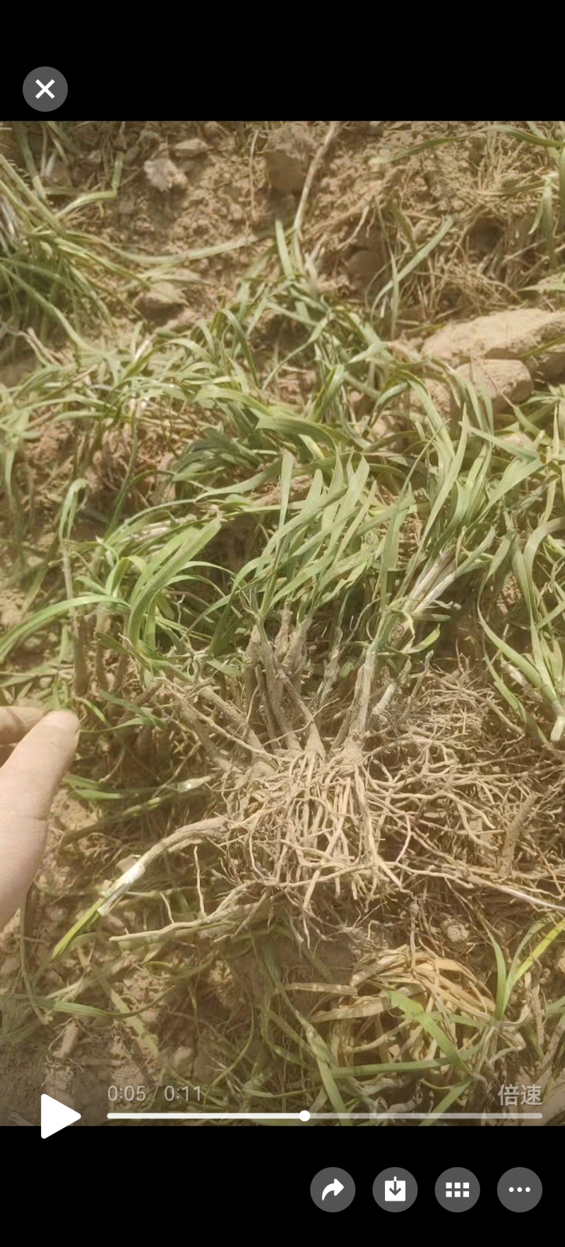 聊城莘县韭菜根下来了，大量供应，需要的电商老板联系