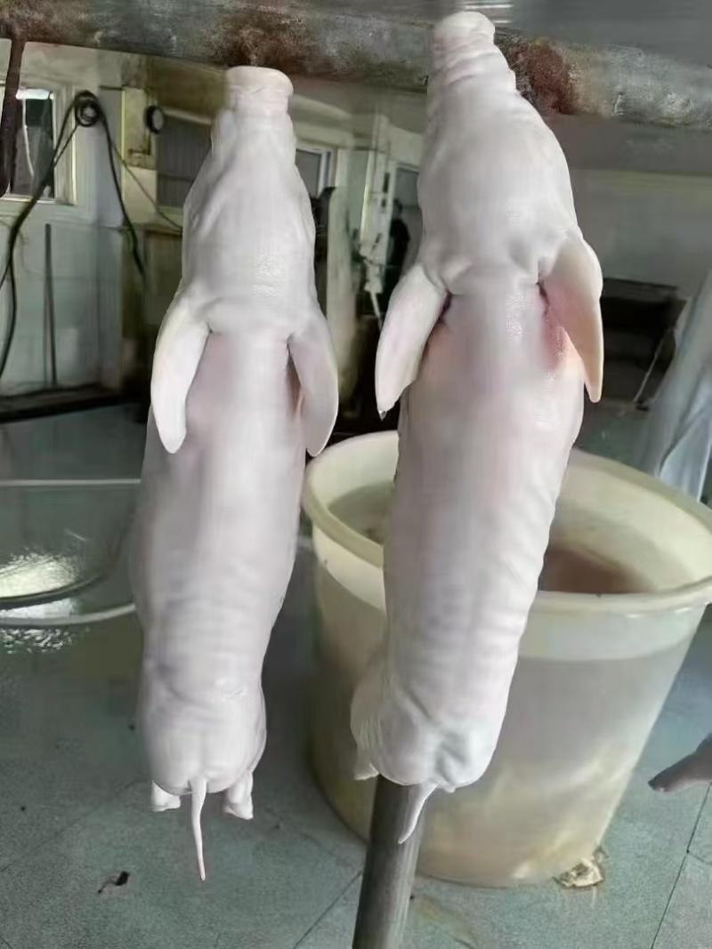 小乳猪
