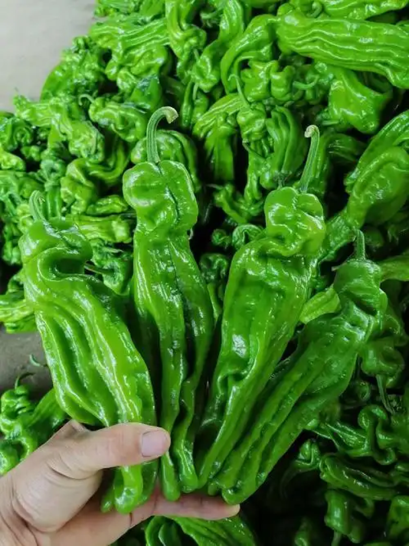 薄皮椒山东兰陵薄皮椒青椒鲜辣椒产地直发量大从优