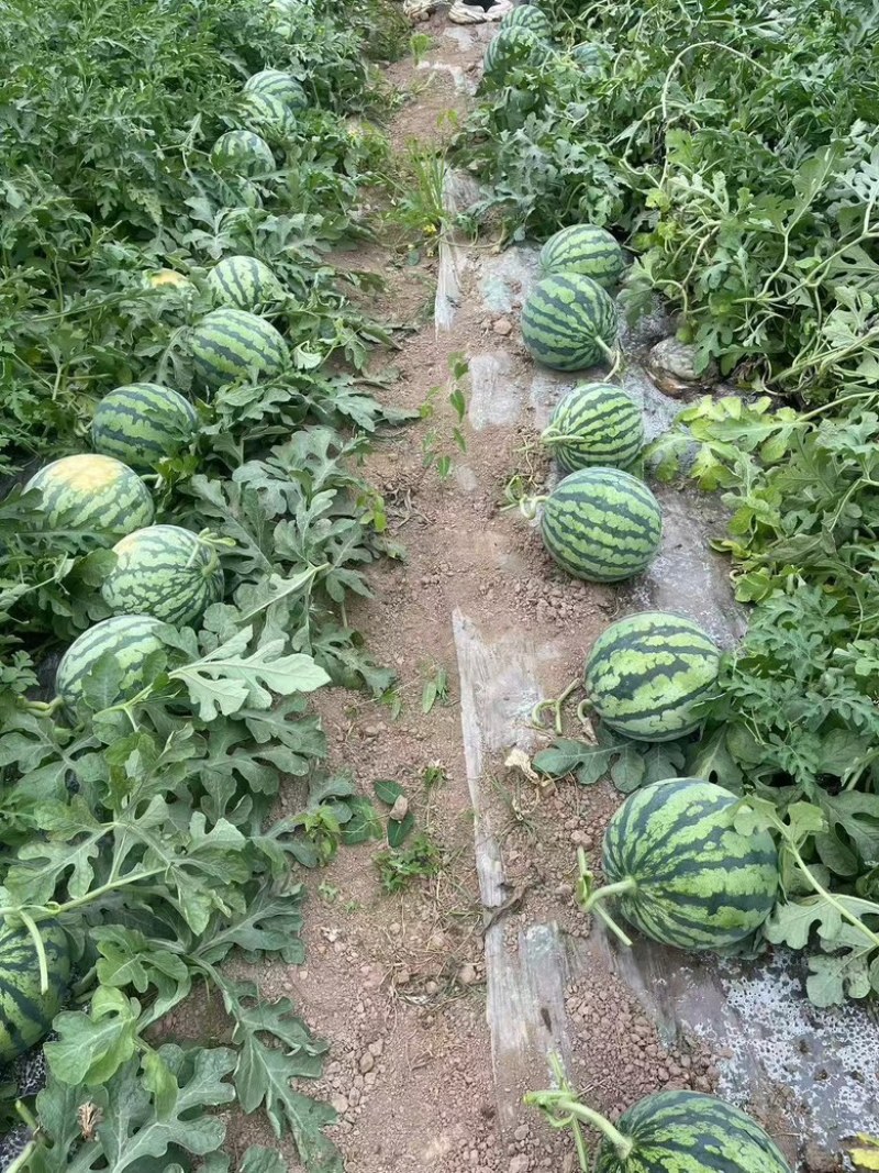 美都麒麟无籽西瓜产地直发，货源充足，欢迎客商来电