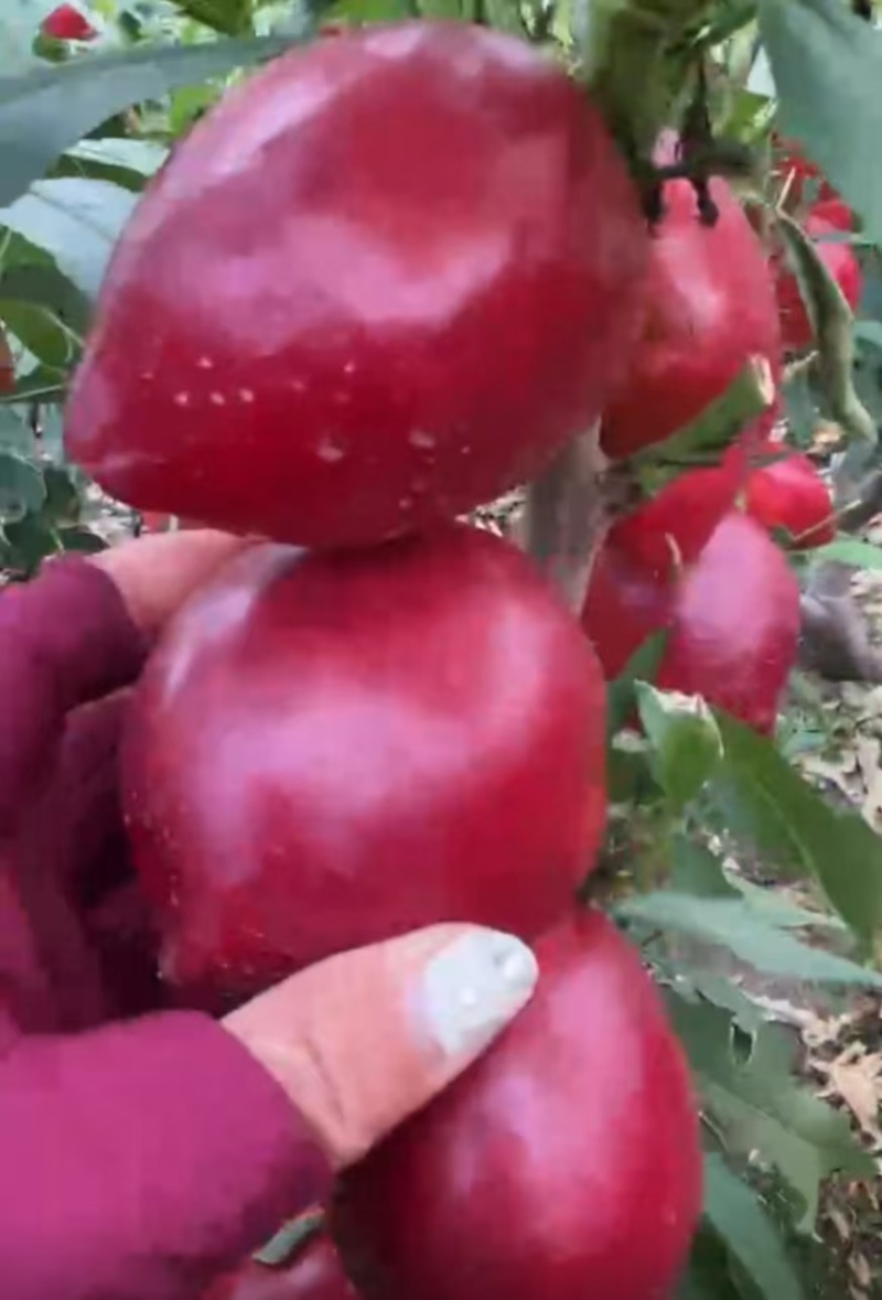秦皇岛大棚油桃